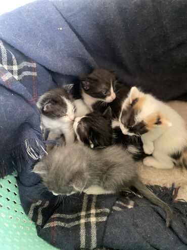 Отдам даром кошку: Кошка даром: Беспородная, 1 месяц, Девочка
