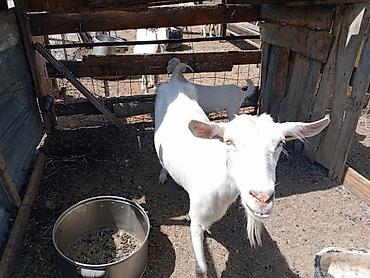 Козы, козлы: Продаю | Коза (самка) | Для молока | Племенные — 1