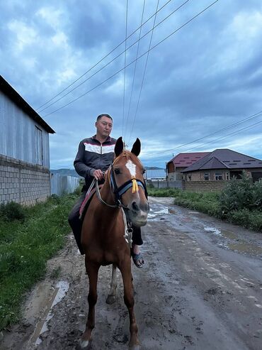 продажа лошадей в киргизии: Продаю | Кобыла (самка) | Рабочий