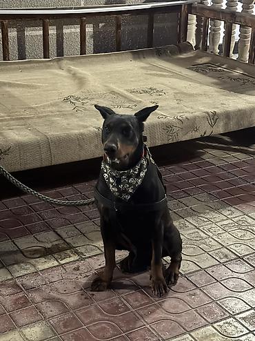 i̇tlər doberman: Doberman, Erkək, Cütləşmə üçün — 4