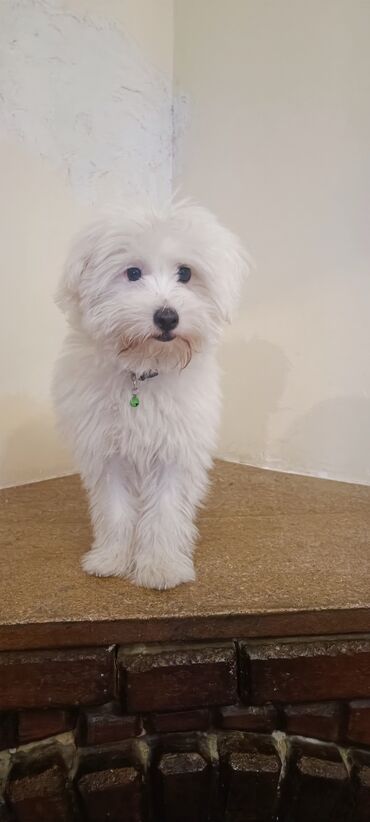 ağ qara pişik: Мальтийская болонка, 4 месяца, Самец, Платная доставка