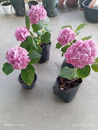 Çöl bitkiləri: Hortensiya (Hydrangea) – çəhrayı çiçəkli, saksıda/bəsləmə torbasında — 2