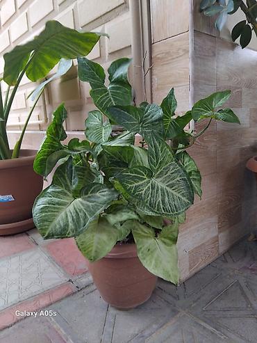 bitki dərmanları satışı: Synqonium (Syngonium podophyllum) – dekorativ yarpaqlı otaq bitkisi - — 1