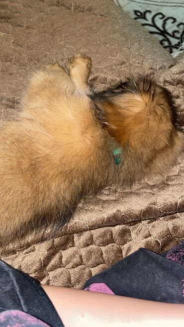 İtlər: Pekines, 2 ay, Erkek, Sənədli, Ödənişli çatdırılma