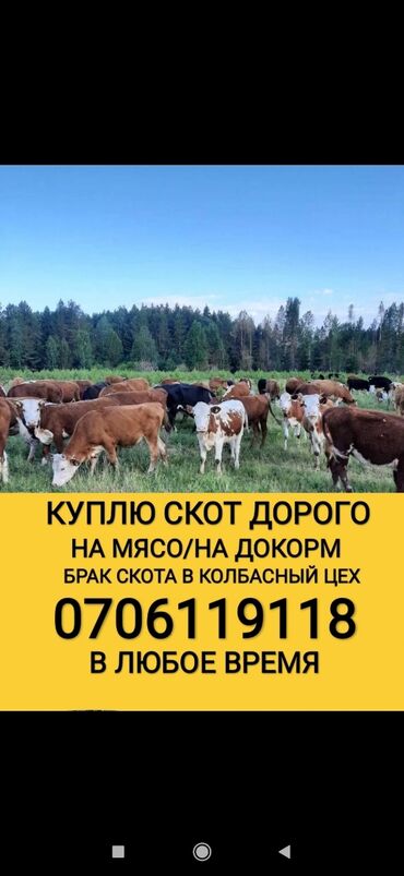 Животные: Куплю | Коровы, быки, Лошади, кони, Другие с/х животные | Круглосуточно, Любое состояние, Забитый