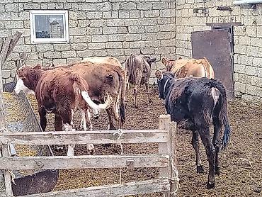 Рогатый скот: Satılır: erkək buzovlar qrupu - Növ: yerli qarışıq cins ətlik/südlük — 4