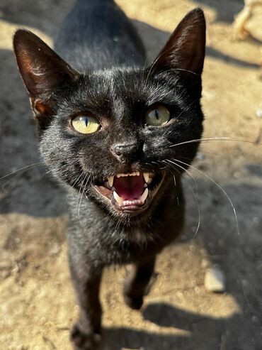 Akvariumlar: Erkək, Yaxşı əllərə