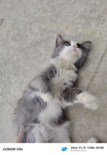 pişik sortları: ​🐾 Təcili! Çox sevimli və oynaq kütü satılır! 🐾 ​Məşhur Maine Coon və — 2