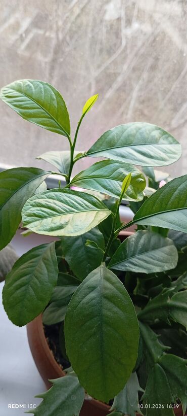 Декабристы: Шлюмбергера (декабрист) в горшке - Комнатное цветущее растение с — 7