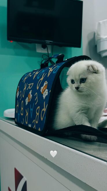 Pişiklər: Şotland, Erkək, Dişi, Yaxşı əllərə, Ünvandan götürmə, Pulsuz çatdırılma, Ödənişli çatdırılma — 25