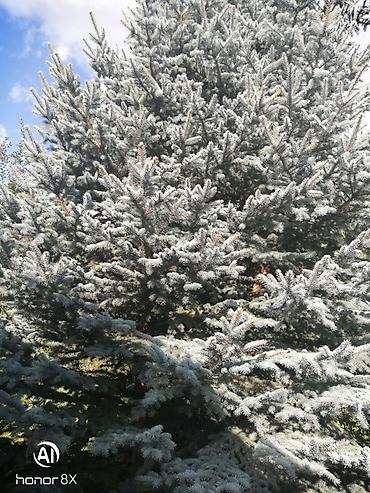 Ель колючая голубая (Picea pungens Glauca) - Декоративное хвойное