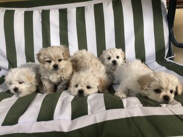İtlər: Pekines, 2 ay, Erkek, Cütləşmə üçün, Ünvandan götürmə