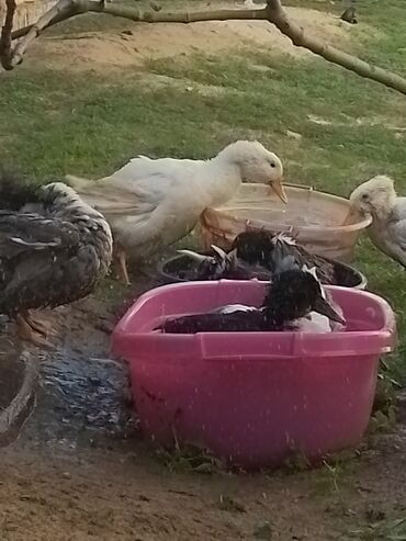 Ördəklər: Ev şəraitində bəslənən ördəklər - Növ: məişət üçün saxlanılan — 12