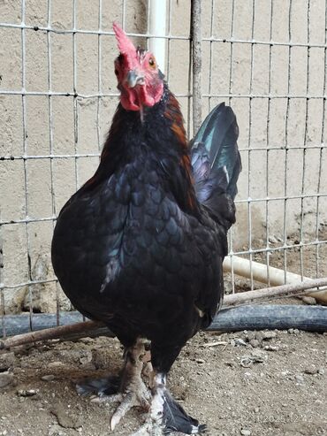 Toyuqlar: Toyuq, Damazlıq, Ünvandan götürmə — 9