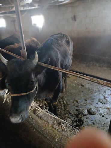 Коровы, быки: Продаю | Тёлка | На забой | Привязанные — 6