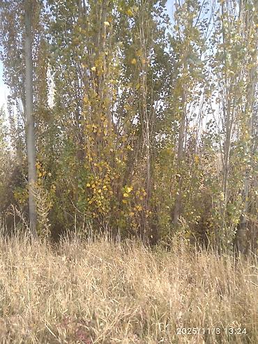 Тополь: Тополя для озеленения/живой изгороди - Порода: тополь (пирамидальный — 17