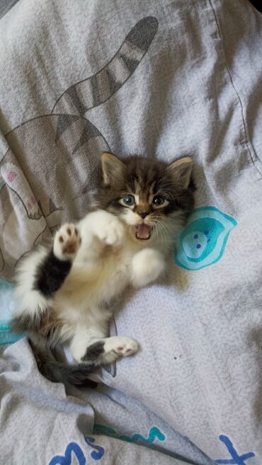Коты: Котенок 1,5 месяца 
к лотку приучен!
очень ласковый