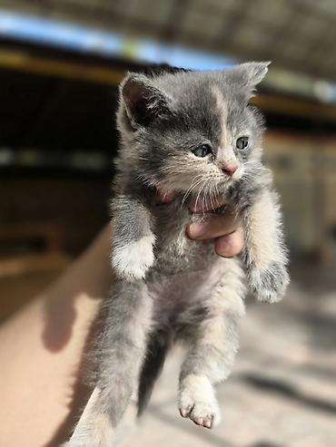 scottish fold: Котята, окрасы: черепаховый (чёрный с рыжими/кремовыми отметинами) и — 6