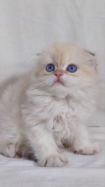 Pişiklər: Fars — 6