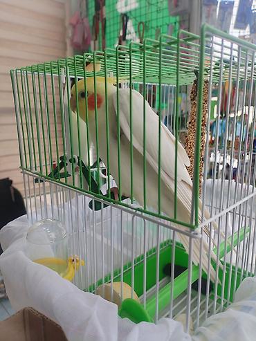 Digər quşlar: Corella rucnoydu tecili satilir — 6