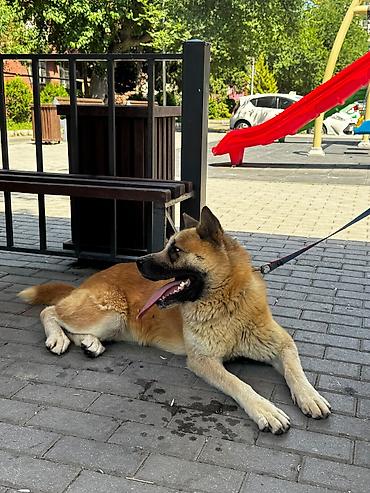 ucuz ev itleri: Akita-inu, 1 il, Dişi — 5