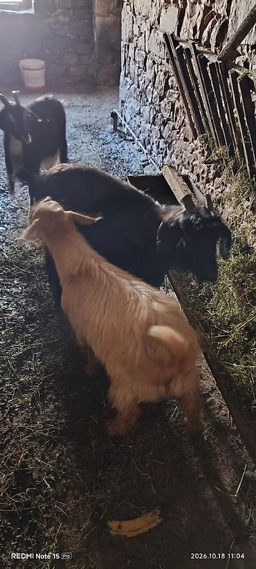 mal inək: 5 baş keçi qiymət endirim var 4 dişi 1 erkəy oğlaq Satışda: keçilər — 3