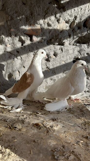 Птицы: Продаю голубей!!!! На фото представлены голуби разных пород. Цены на — 28