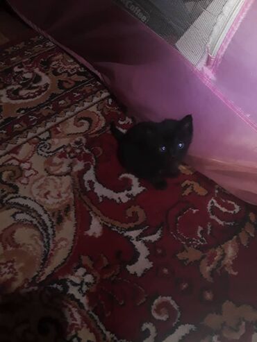 Коты: Продаются сиамские котята черного цвета