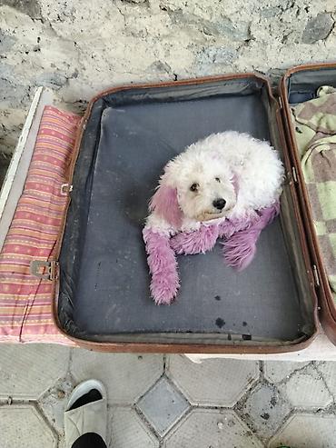 it satiram: Pudel, 5 ay, Dişi, Peyvəndli, Ünvandan götürmə — 1