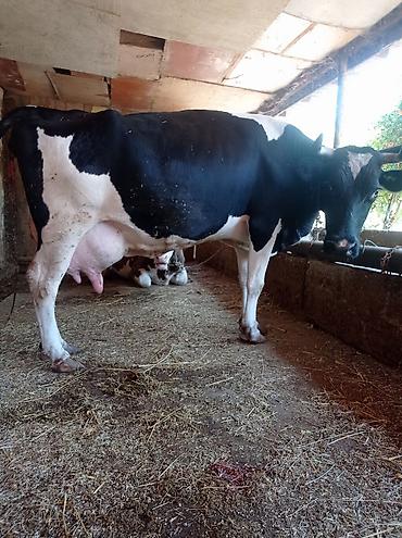arpanın qiyməti: 3qarınadi bugün doğub super heyvandı 10 litr bulama sağmısam heyvan — 8