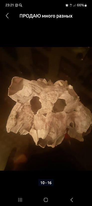 Зоотовары: Продаю много разных хороших интересных вещей заходите в мой профиль — 5