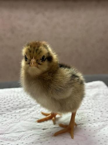 Куры, петухи: Продаю | Цыплята | Домашняя | Для разведения — 3