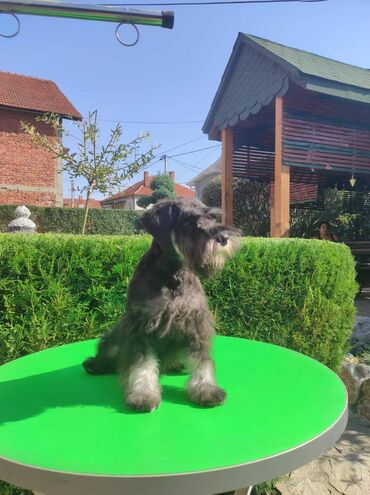 Psi: Patuljasti šnaucer Black & Silver štenci na prodaju. Ostenjeni — 6