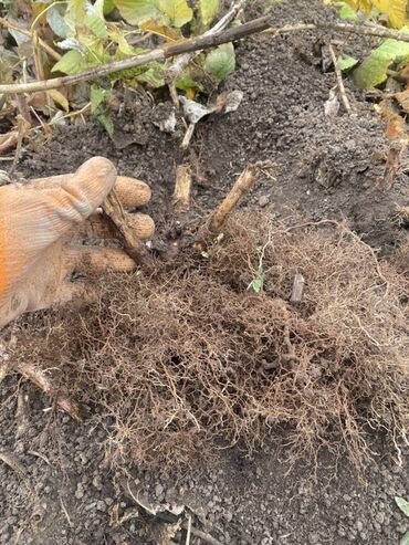 плетенная корзина: Саженцы малины (корневая поросль/делёнки) - Культура: малина сорта