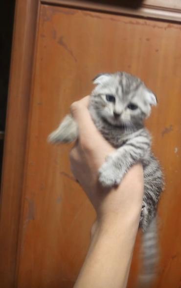 манчкин котята купить: Шотландские вислоухие котята (Scottish Fold) - Окрас: серебристый — 1