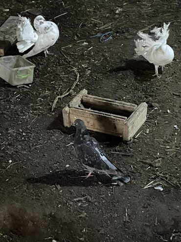 Göyərçinlər: Ev göyərçinləri dekorativ və uçuş üçün. - Rənglər: ağ, qara‑ağ — 5