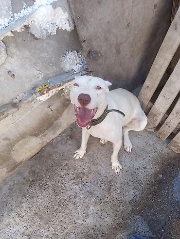 Pitbul, 1 il, Dişi, Peyvəndli lalafo.az -da Pitbul, 1 il, Dişi, Peyvəndli
