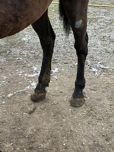 Лошади, кони: Продаю | Конь (самец) | Полукровка — 15