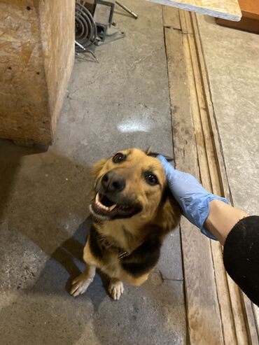 ковказкая овчарка: Собака даром: 1 год, Самка, С прививкой