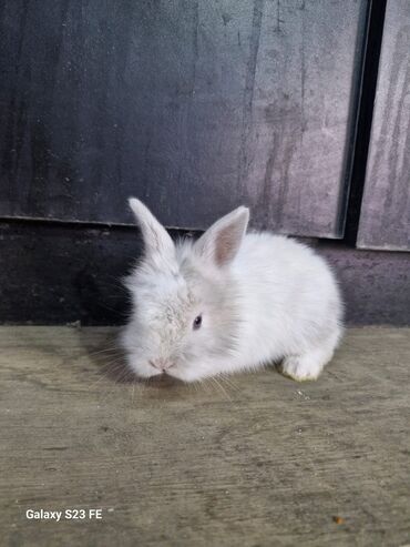 Dovşanlar: Ağ, tüklü karlik dovşan - Cinsi: karlik dovşan/ ev dovşanı - Rəng — 7