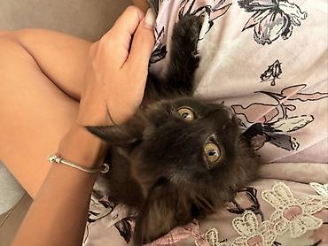 животные кот: Кошка даром: Беспородная, 3 месяца, Девочка — 2