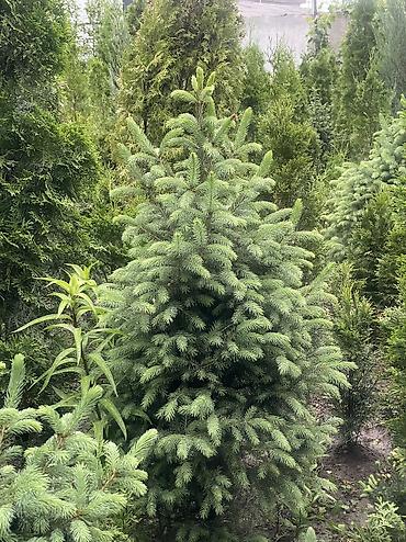 Ель: Продаются голубые/зеленые/тянь-шанские ели 🌲 Выращиваем сами, со всей — 15