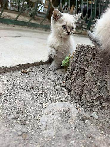 Котята разной масти и типа шерсти. Описание: - Возраст визуально