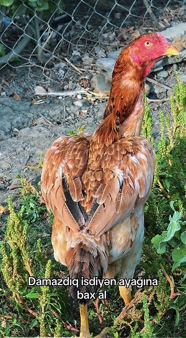 heyrətilər: Toyuq, Damazlıq, Ünvandan götürmə, Ödənişli çatdırılma, Rayonlara çatdırılma — 1