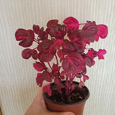 Otaq bitkiləri: Сциндапсус N-Joy — 25