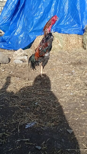 Xoruzlar: Satılır tecılı pul lazımdır deyə anacaq mamiz vurur xoruz 8ayligdi — 4