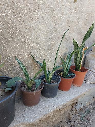 bitki satışı: Sansevieria satılır — 1