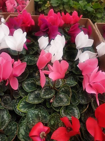 Каланхоэ: Цикламены и каланхоэ из теплицы — оптом Бишкек - Ассортимент — 9
