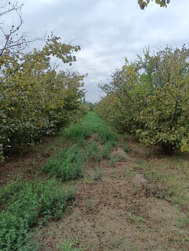 Ağaclar: Məhsul: Fındıq bağı və gilas bağı Təsvir: 1.20 Ha ərazidə 12illik — 9