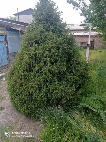 Декоративные деревья: Саженцы деревьев: Ели, Самовывоз